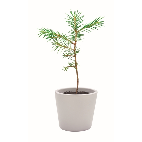 Lesezeichen Kiefersamen