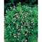 Flower-Card mit Samen - Persischer Klee
