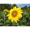Logo-Töpfchen Komplettbanderole mit Samen - Sonnenblume