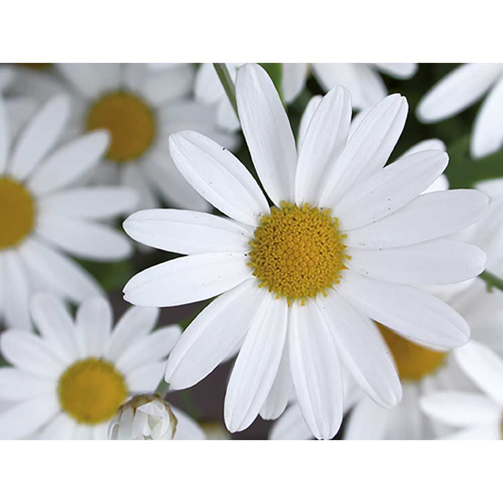 Logo-Töpfchen Banderole mit Samen - Margerite