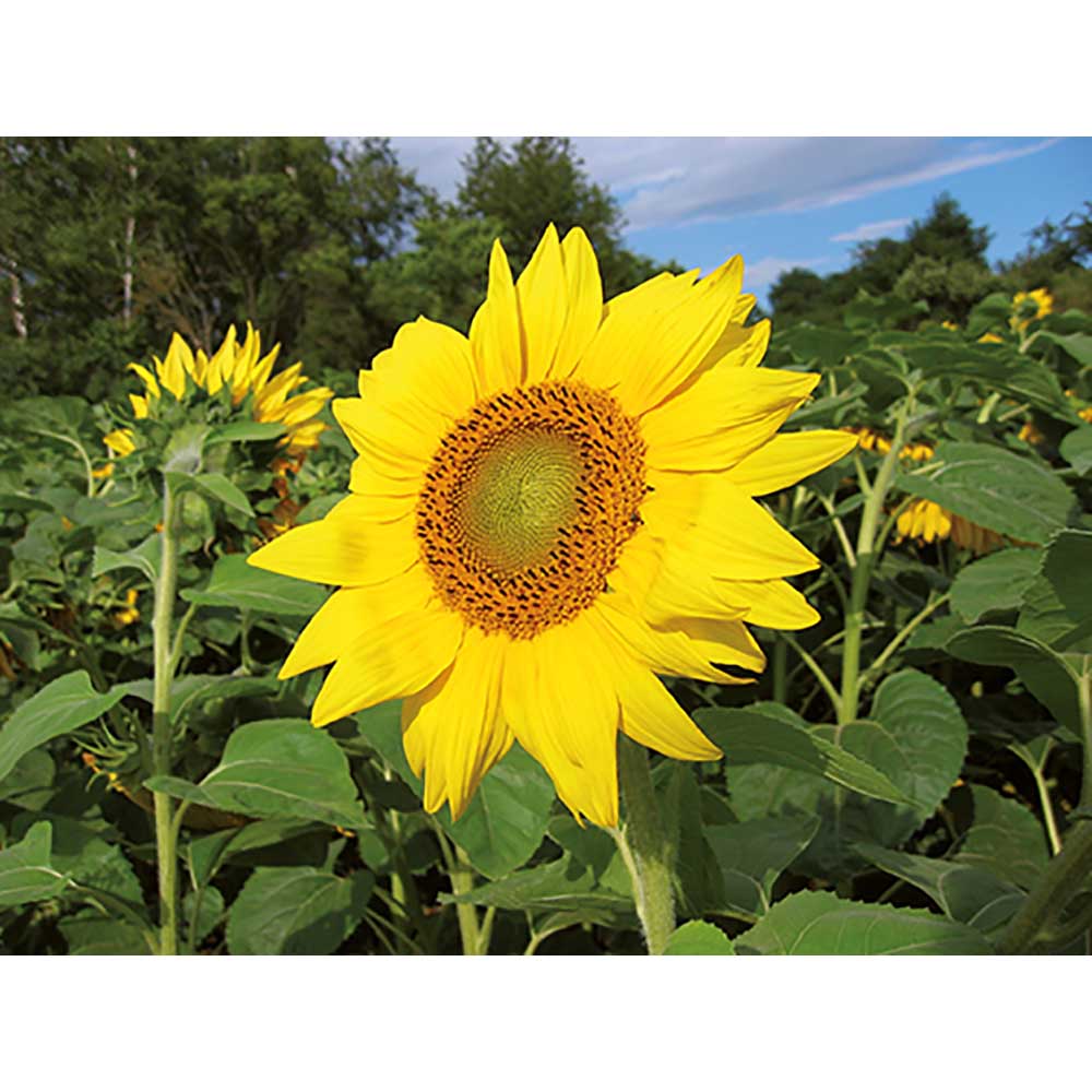 Logo-Töpfchen Banderole mit Samen - Sonnenblume
