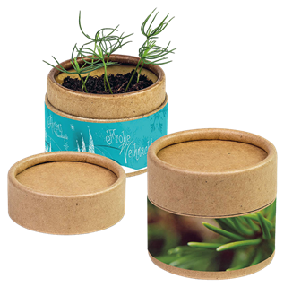 Pflanz-Cup mit Fichtensamen