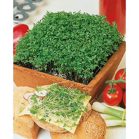 Pflanz-Holz Büro Star-Box mit Samen - Gartenkresse